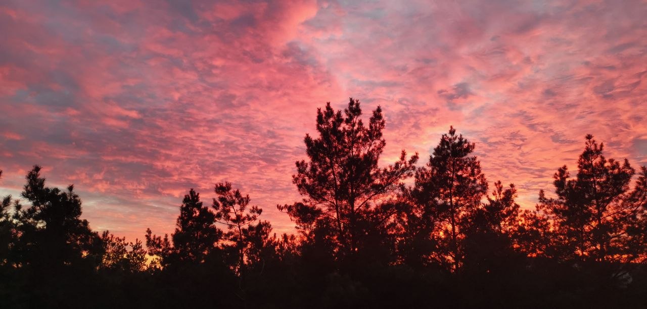 Rosafarbener Abendhimmel über dunklen Kiefern – fotografiert von Jan